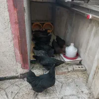 واگزاری رایگان مرغ جوجه نیمچه طاقچه تخمگذاربلدرچین
