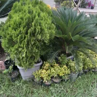 فروش یاس هلندی شمشاد لاوسون تویا لگستروم|خدمات باغبانی و درختکاری|چابکسر, |دیوار