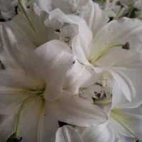 راهنمایی بیماری زگیل و جوش