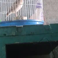 جوجه سهره خاکی