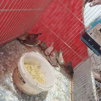 فنچجفت|پرنده|مشهد, نظام دوست|دیوار