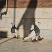 سه تا طوقی|پرنده|بردسکن, |دیوار