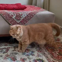 واگذاری گربه|گربه|یزد, |دیوار