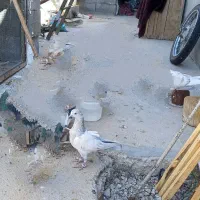 کبوتر گمشده