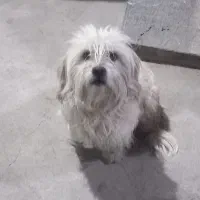 سگ پاکوتاه|سگ|خوی, |دیوار