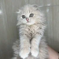 گربه اسکاتیش لانگ هیر