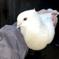 چنتا کبوتر فروشی