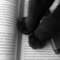 - نیازمند به یک گربه اصیل