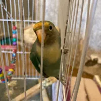 یک جفت کوتوله برزیلی