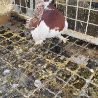 یک جفت کبوتر یو ولگا|پرنده|ری, ولی آباد|دیوار