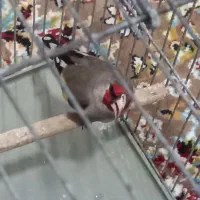 سهره عروس هلندی قناری کفتر پرنده وغیره مرغ عشق