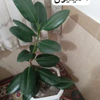 سری گل طبیعی|گل و گیاه طبیعی|بانه, |دیوار