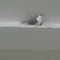 کبوتر|پرنده|خوسف, |دیوار