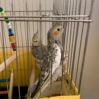 یک جفت عروس هلندی سالم و سرحال