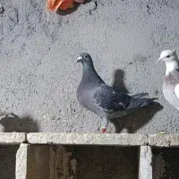 طوقی|پرنده|سیوان, |دیوار
