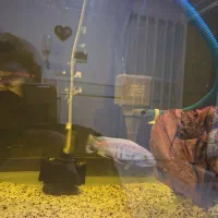 اکواریوم|ماهی|قم, شهرک فاطمیه|دیوار