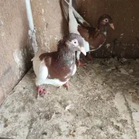 کبوتر|پرنده|قم, مسجد امام حسن|دیوار