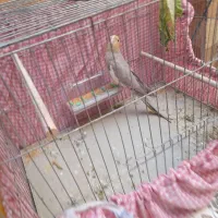 ماده سینامون ۱۵ماهه