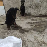 دوبرمن خالص|سگ|شیراز, دروازه قران|دیوار