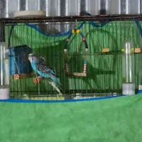مرغ عشق