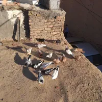 کفتر جفتی پرشی