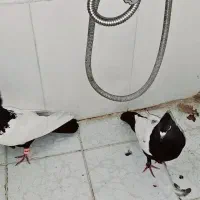 نرو ماده سینه سیاه|پرنده|گلباف, |دیوار