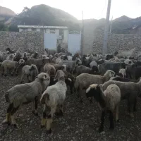 سلام معاوضه تعدادی بزداشتی بازمین اپارتمان|حیوانات مزرعه|کازرون, |دیوار