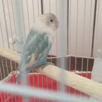 طوطی برزیلی