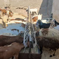 کهره گیسه بز خود بندرعباس با قصابی رایگان|حیوانات مزرعه|بندرعباس, |دیوار