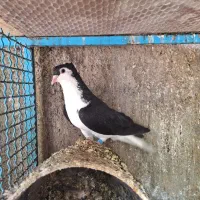 کفتر سینه ساده ریش سبزپولکی ها دونه۲۵۰