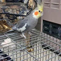 عروس هلندی|پرنده|آباده, |دیوار