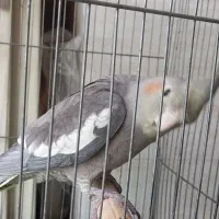 عروس هلندی|پرنده|اصفهان, شهرک کاوه|دیوار