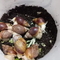 حلزون فروشی