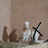 طوقی زرد|حیوانات|سبزوار, هویزه|دیوار