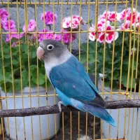 طوطی برزیلی ماده بالغ