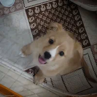 سگ پامراشپیتز