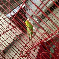 یک جفت مرغ عشق|پرنده|کوهدشت, |دیوار