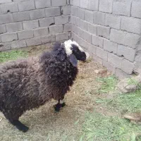 بره نر برای داشتی