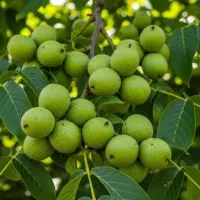 فروش نهال گردو پیوندی وبادام