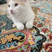 گربه dsh|گربه|چهارباغ, |دیوار