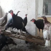 بقلمون بروبون ومحلی|حیوانات مزرعه|سنندج, |دیوار