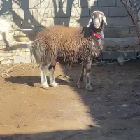 بره قوچی|حیوانات مزرعه|نصر آباد, |دیوار