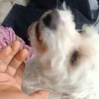 سگ ماده 1سال ونیم