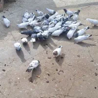 فروش یک بوم کبوتر|پرنده|خمینی‌شهر, |دیوار