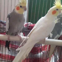 دو عروس هلندی نر