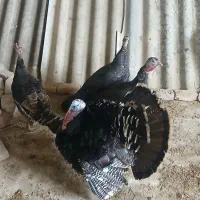 بوقلمون نر و ماده