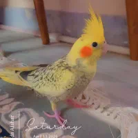 عروس هلندی زعفرانی و گل باقالی