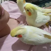 عروس هلندی ۴ماهه رام دونه ای یک تومان
