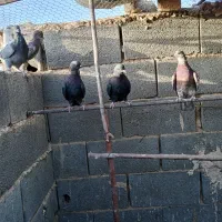 حدود10جفت کفتر زاغ وسرخ شازده|پرنده|اژیه, |دیوار