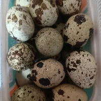 تخم بلدرچین